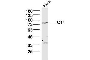 Human Hela cells probed with C1r Polyclonal Antibody, unconjugated  at 1:300 overnight at 4°C followed by a conjugated secondary antibody at 1:10000 for 90 minutes at 37°C. (C1R anticorps  (AA 231-430))