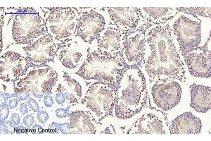 Immunohistochemical analysis of paraffin-embedded mouse testis tissue.