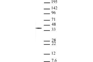 Histone H1 antibody tested by Western Blot. (Histone H1 anticorps  (AA 109-256))