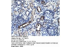 Human kidney (TSFM anticorps  (N-Term))