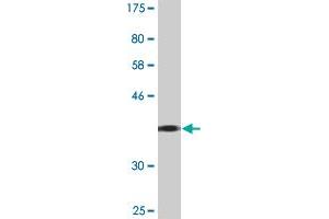Western Blot detection against Immunogen (36.