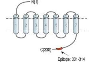 anti-Free Fatty Acid Receptor 2 (FFAR2) (AA 301-314), (C-Term), (Intracellular) antibody