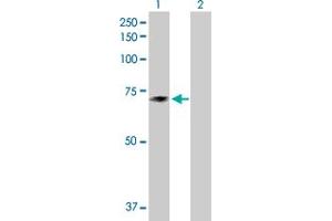 Western Blot analysis of TXNDC3 expression in transfected 293T cell line by TXNDC3 MaxPab polyclonal antibody. (TXNDC3/NME8 anticorps  (AA 1-588))