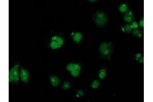 Anti-GPHN mouse monoclonal antibody (ABIN2454074) immunofluorescent staining of COS7 cells transiently transfected by pCMV6-ENTRY GPHN (RC205986). (Gephyrin anticorps)