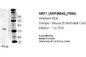 Western Blotting (WB) image for anti-Nuclear Respiratory Factor 1 (NRF1) (N-Term) antibody (ABIN501698) (NRF1 anticorps  (N-Term))