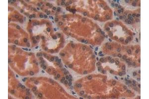Detection of VAV3 in Human Kidney Tissue using Polyclonal Antibody to Vav 3 Oncogene (VAV3)