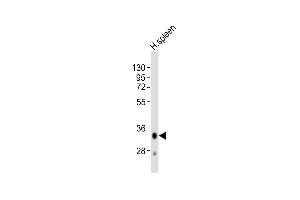 Anti-HLA-DQA1 Antibody (C-term)at 1:2000 dilution + human spleen lysates Lysates/proteins at 20 μg per lane. (HLA-DQA1 anticorps  (C-Term))