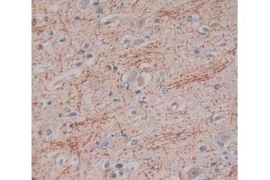IHC-P analysis of Kidney tissue, with DAB staining. (IFNA2 anticorps  (AA 24-192))