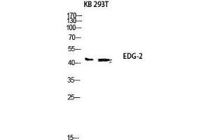 Western Blot (WB) analysis of KB 293T lysis using EDG-2 antibody. (BUD31 anticorps  (N-Term))