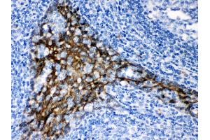 Anti- TRAF2 Picoband antibody, IHC(P) IHC(P): Human Tonsil Tissue (TRAF2 anticorps  (C-Term))