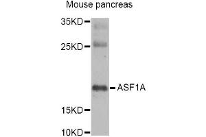 Western blot analysis of extracts of mouse pancreas, using ASF1A Antibody (ABIN2561240) at 1:1000 dilution. (ASF1A anticorps)