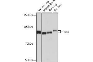 Western blot analysis of extracts of various cell lines, using TLE1 Rabbit mAb (ABIN7270903) at 1:1000 dilution. (TLE1 anticorps)