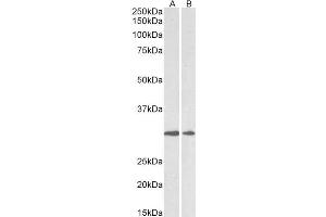 ABIN5539554 (0. (LOX anticorps  (Internal Region))