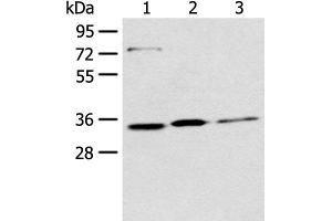 Western blot analysis of 293T Hela and A431 cell lysates using MORF4L2 Polyclonal Antibody at dilution of 1:500 (MORF4L2 anticorps)