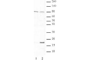 Histone H3 acetyl Lys79 pAb tested by Western blot. (Histone 3 anticorps  (acLys79))