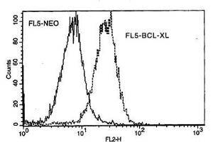 Image no. 1 for anti-BCL2-Like 1 (BCL2L1) antibody (PE) (ABIN135024)