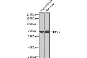 Western blot analysis of extracts of various cell lines, using TR Rabbit pAb (ABIN7270836) at 1:1000 dilution. (TRAF3 anticorps  (AA 1-100))