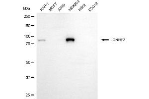 anti-LON Peptidase N-terminal Domain and Ring Finger 2 (LONRF2) antibody