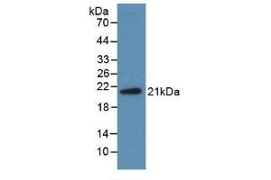 Detection of Recombinant Midkine, Human using Monoclonal Antibody to Midkine (MK) (Midkine anticorps  (AA 22-143))