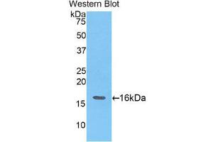 Western Blotting (WB) image for anti-Angiogenin (ANG) (AA 25-145) antibody (ABIN1857983) (ANG anticorps  (AA 25-145))