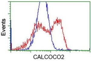 Flow Cytometry (FACS) image for anti-Calcium Binding and Coiled-Coil Domain 2 (CALCOCO2) antibody (ABIN1497075)