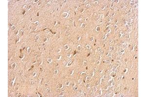 IHC-P Image Chromogranin C antibody detects SCG2 protein at cytosol on mouse brain by immunohistochemical analysis. (SCG2 anticorps)