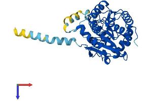 AlphaFold protein structure predicition of Human Recombinant RDH12 Protein, UniprotID Q96NR8