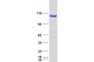 Validation with Western Blot