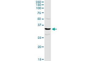 TTC1 MaxPab rabbit polyclonal antibody.