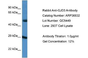 WB Suggested Anti-GJD3 Antibody   Titration: 1. (Gap Junction Protein, delta 3, 31.9kDa (GJD3) (C-Term) anticorps)
