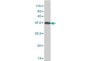 Western Blot detection against Immunogen (45. (RHEB anticorps  (AA 1-184))