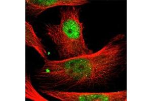 Immunofluorescence staining of U-251MG cell line with antibody shows positivity in nucleoplasm(green). (PBX1 anticorps)