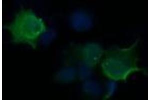 Image no. 2 for anti-HRas proto-oncogene, GTPase (HRAS) antibody (ABIN1498717) (HRAS anticorps)