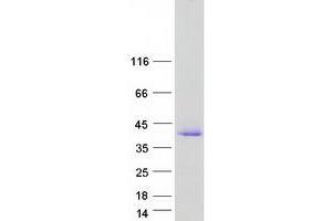Validation with Western Blot