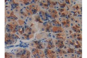 DAB staining on IHC-P; Samples: Mouse Stomach Tissue (Neurotrophin 4 anticorps  (AA 80-209))