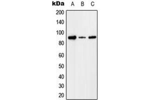 Western blot analysis of Factor I expression in HEK293T (A), Raw264. (Factor I anticorps  (Center))