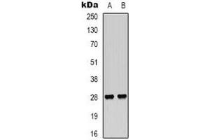 Western blot analysis of VEGI expression in Hela (A), NIH3T3 (B) whole cell lysates. (TNFSF15 anticorps)
