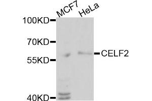 Western blot analysis of extracts of various cell lines, using CELF2 antibody (ABIN1877045) at 1:1000 dilution. (CELF2 anticorps)