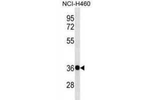 Western Blotting (WB) image for anti-Guanine Nucleotide Binding Protein (G Protein), beta Polypeptide 4 (GNB4) antibody (ABIN3000712)