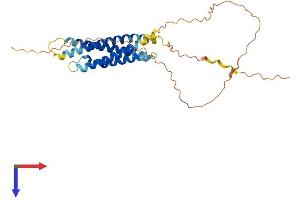 AlphaFold protein structure predicition of Mouse Recombinant Ms4a8 Protein, UniprotID Q99N10