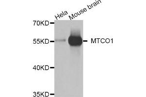 Western blot analysis of extracts of various cells, using COX1 antibody. (COX1 anticorps)