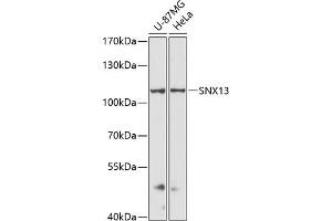 Western blot analysis of extracts of various cell lines, using SNX13 antibody (ABIN6129554, ABIN6148236, ABIN6148237 and ABIN6216585) at 1:3000 dilution.