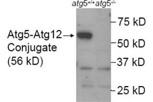 Western blot analysis of ATG5 in mouse wildtype ES cell lysate (Lane 1) using ATG5 polyclonal antibody . (ATG5 anticorps  (AA 1-50))