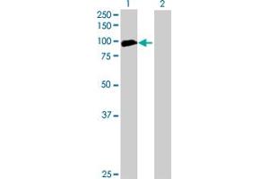 Western Blot analysis of ANKRD5 expression in transfected 293T cell line by ANKRD5 MaxPab polyclonal antibody. (ANKRD5 anticorps  (AA 1-776))