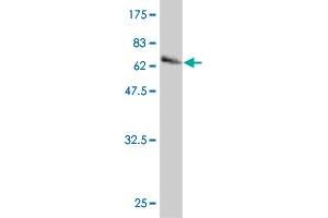 Western Blot detection against Immunogen (67.