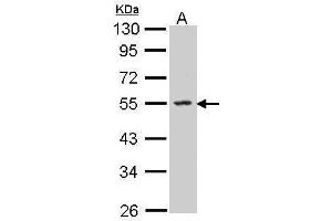 WB Image Sample (30 ug of whole cell lysate) A: Molt-4 , 10% SDS PAGE antibody diluted at 1:500