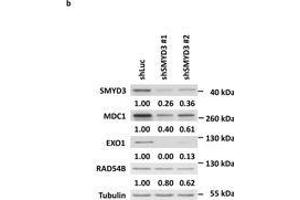 SMYD3 knockdown downregulates HR gene expressions. (MDC1 anticorps)
