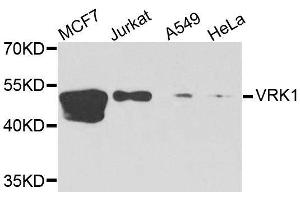 Western blot analysis of extracts of various cell lines, using VRK1 antibody. (VRK1 anticorps  (AA 257-396))