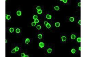 Immunofluorescence (IF) image for anti-CD4 (CD4) antibody (Alexa Fluor 488) (ABIN2657418) (CD4 anticorps  (Alexa Fluor 488))