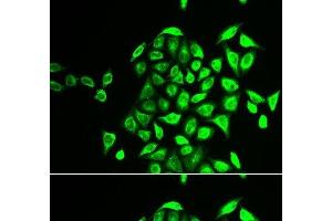 anti-N-Ethylmaleimide-Sensitive Factor Attachment Protein, gamma (NAPG) antibody